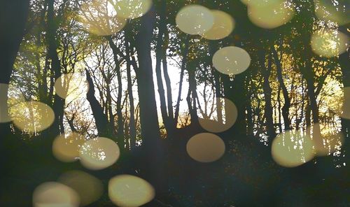 Low angle view of illuminated decoration hanging from tree