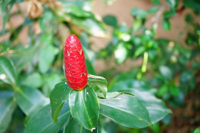 Close-up of red rose flower