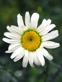 Macro shot of white daisy flower