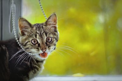 Close-up portrait of tabby cat