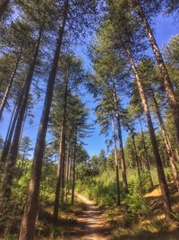 Low angle view of pine trees in forest against sky