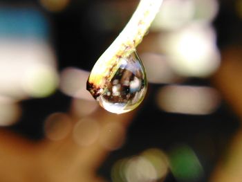 Close-up of water drop on leaf