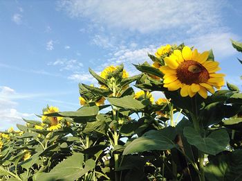 Low angle view of sunflower against sky