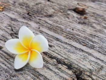 Close-up of frangipani on wood