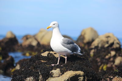 Close-up of seagull perching on rock