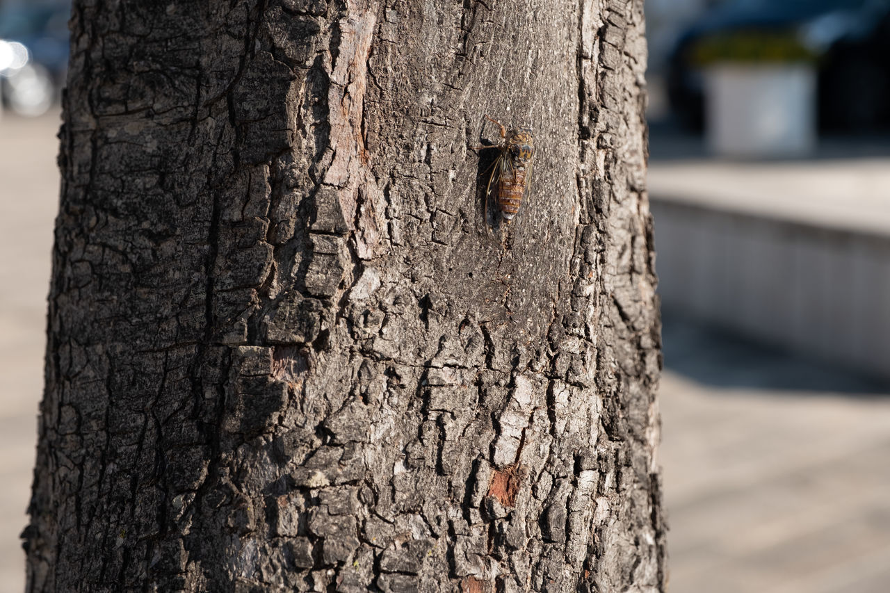 CLOSE-UP OF LOVE TREE TRUNK