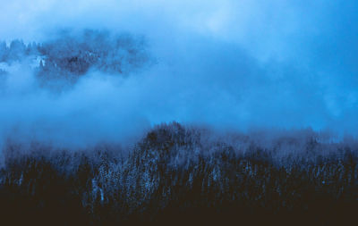 Trees in forest against sky during foggy weather