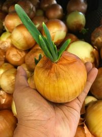 Close-up of hand holding vegetables