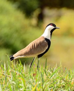 Close-up of beautiful spur-winged bird on field