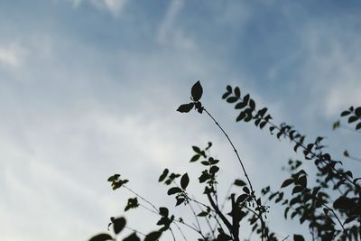 Low angle view of bird perching on a tree