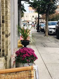 Close-up of flower tree in city