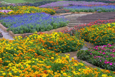 View of flowering plants in garden