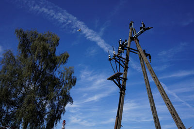 Low angle view of tree and power line against blue sky