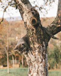 Cat on a tree trunk