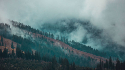 Panoramic shot of pine trees against sky