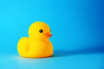 Close-up of a bird against blue background