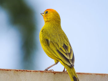 Low angle view of a bird