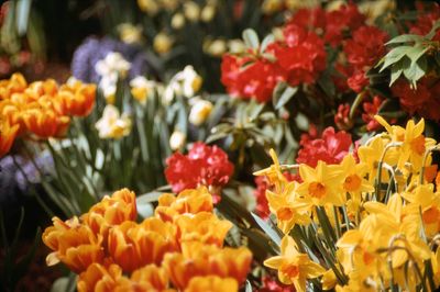 Close-up of yellow flowers