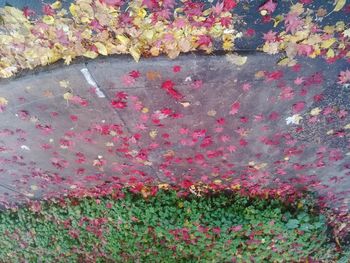 High angle view of multi colored flowers on road