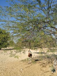 Low angle view of giraffe against trees