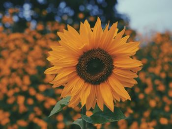 Sunflower in iringa