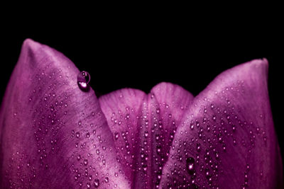 Close-up of wet purple flowers against black background