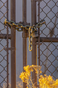 Close-up of padlock on metal fence