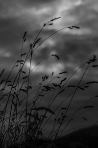 Plants on landscape against cloudy sky