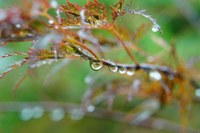 Close-up of wet plant