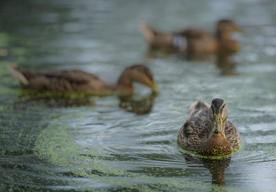 Ducks swimming in lake