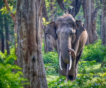 Elephant in forest of indian wildlife sanctuary