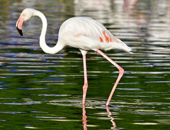 Side view of a bird in water