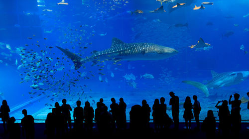 People at aquarium