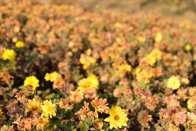 Close-up of yellow flowers blooming on field