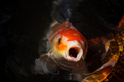 Close-up of fish swimming in sea