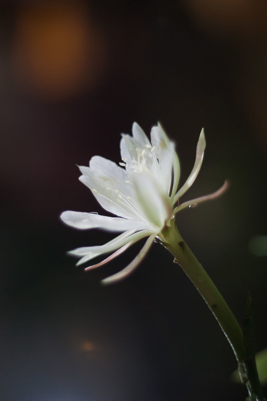 CLOSE-UP OF WHITE ROSE FLOWER