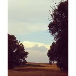 Trees on field against cloudy sky