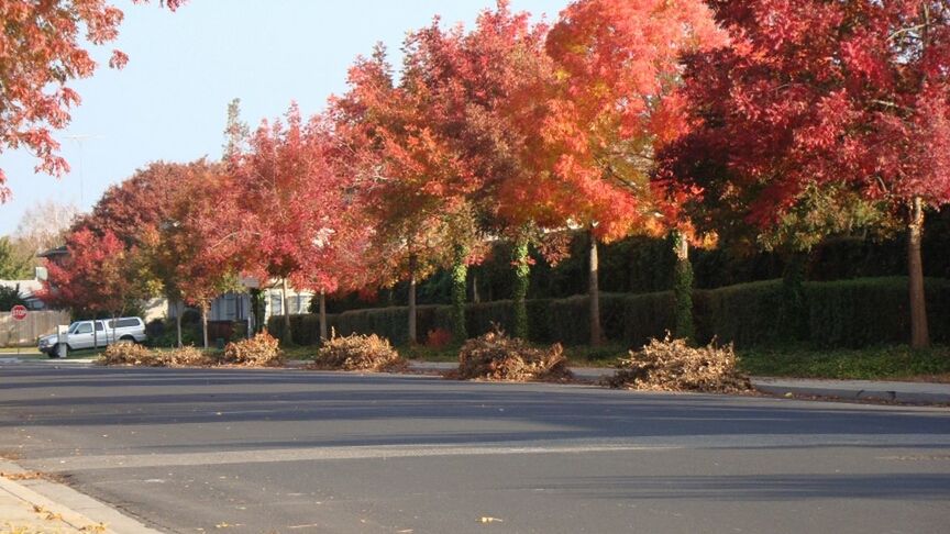 road, tree, transportation, road marking, street, car, the way forward, autumn, land vehicle, asphalt, growth, nature, change, day, outdoors, sky, sidewalk, no people, beauty in nature, mode of transport