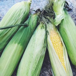 Close-up of corn cobs