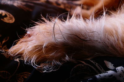 Close-up of plant
