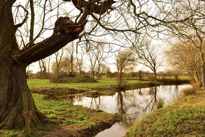 Reflection of bare trees in lake