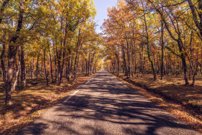 Road amidst trees in forest