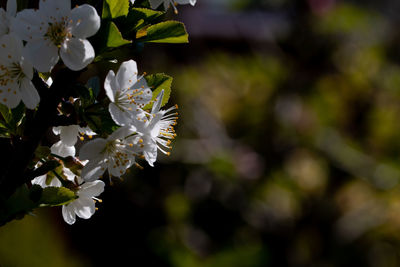 Close-up of white cherry blossoms in spring