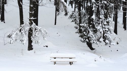 Snow covered trees against sky