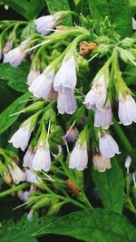 Close-up of plant