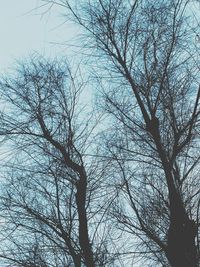 Low angle view of bare tree against sky