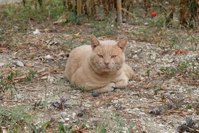 Portrait of ginger cat sitting on land