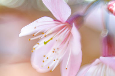 Close-up of pink flower petal