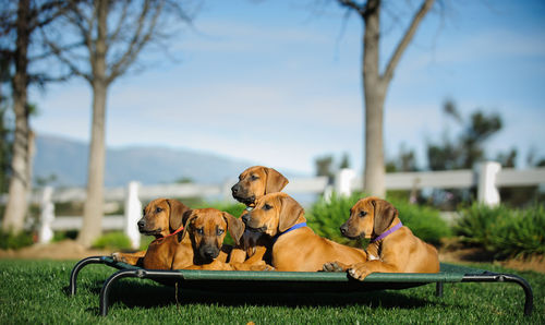 Close-up of dogs sitting on bed over grass field