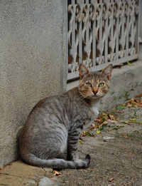 Portrait of cat sitting on concrete wall